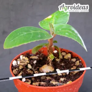 Dorstenia cuspidata