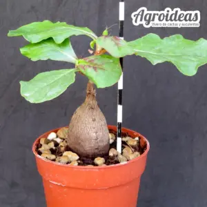 Oxygonum stuhlmannii
