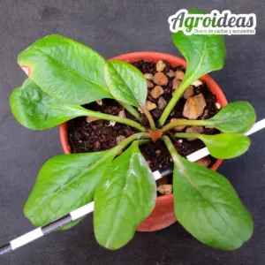 Euphorbia ecklonii «M-5,5 cm»