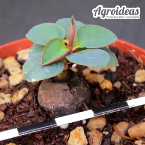 Monadenium gammarani