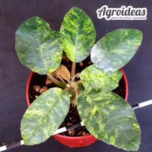 Dorstenia foetida "variegata"