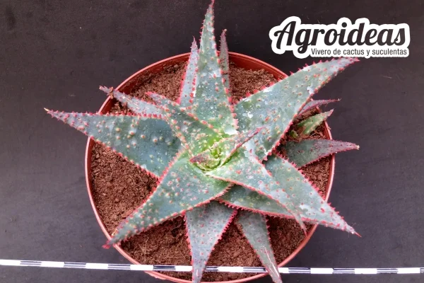 Aloe «Christmas Carol» MØ- 13 cm