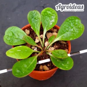 Euphorbia ecklonii «M-5,5 cm»