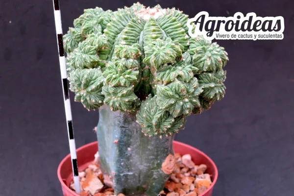 Aztekium ritteri “Gran ejemplar injertado”