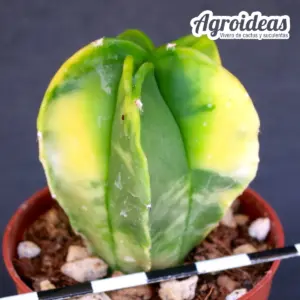Astrophytum myriostigma «Selección» Variegata