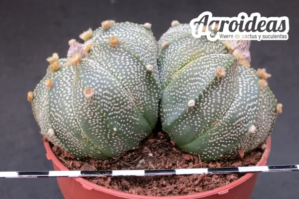 Astrophytum asterias "Bicéfalo"