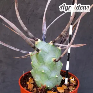 Tephrocactus papyracanthus "f. black spine"