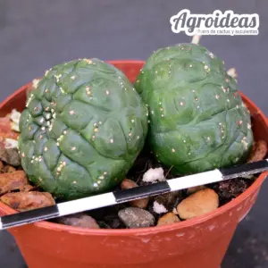 Euphorbia gymnocalycioides "Bicéfala"
