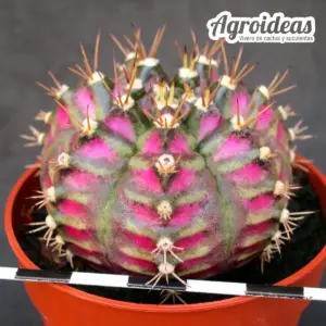 Gymnocalycium mihanowichii «Purple Nebula»