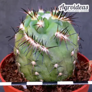 Copiapoa híbrida cv. "Tourbillon" Ex. Agroideas