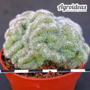 Gymnocalycium bruchii "Cristata"