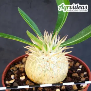 Pachypodium enigmaticum