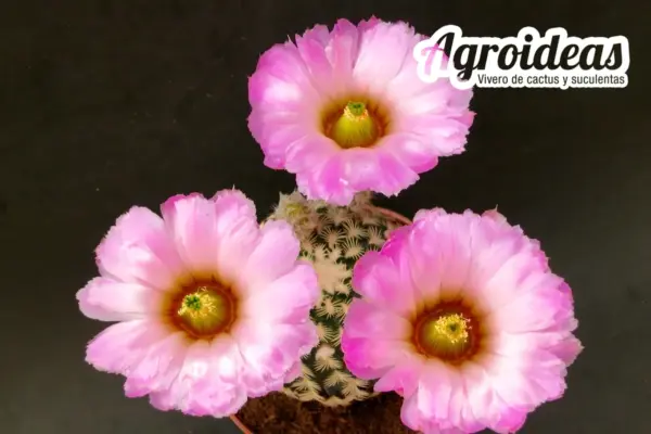 Echinocereus reichenbachii ssp. baileyi "Selección" MØ-11cm - Imagen 2