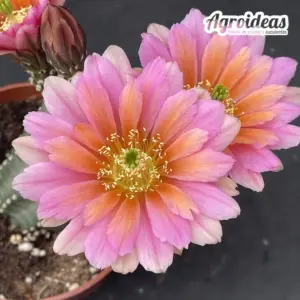 Echinocereus "Epsilon" Ex. Agroideas