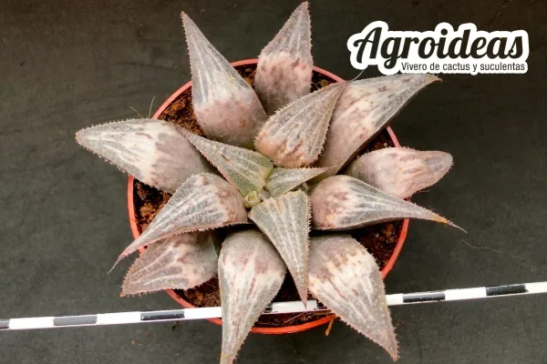 Haworthia "Bev's Wonder" - Imagen 2