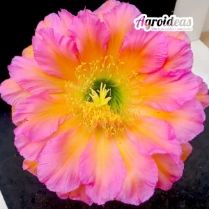 Trichocereus "Maria's Duett"