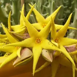Orbea lutea