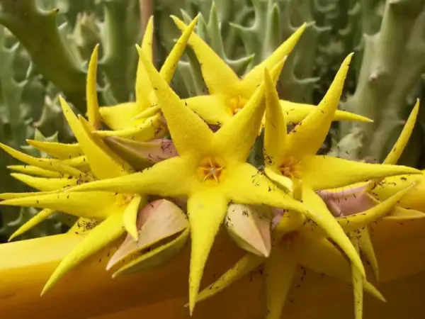 Orbea lutea