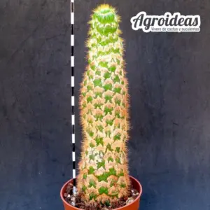 Trichocereus spachianus «monstruosus» Ejemplar