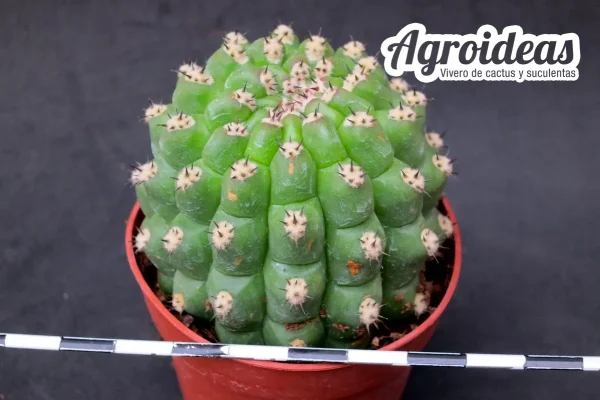 Trichocereus thelegonus «Noris» - Imagen 2