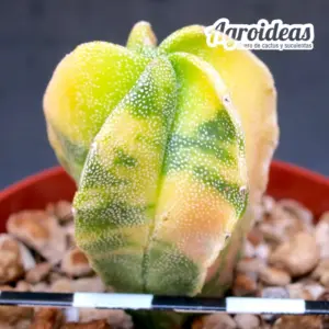 Astrophytum myriostigma «Variegata»