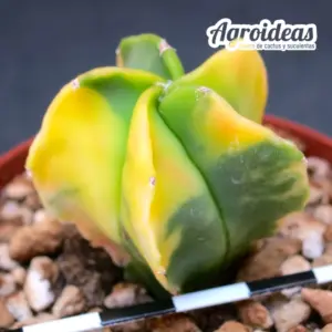 Astrophytum myriostigma var. nudum «Variegata»