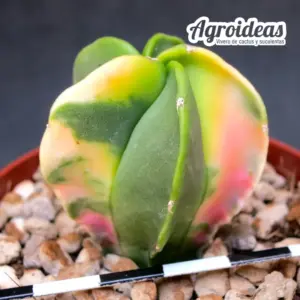 Astrophytum myriostigma var. nudum «Tricolor»