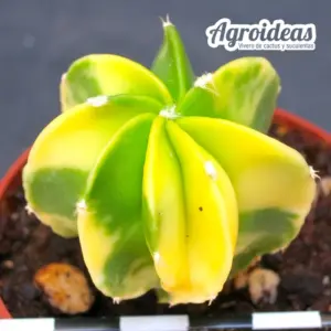 Astrophytum multicostatum var. nudum «Variegata»