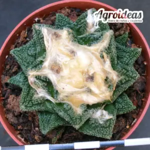 Ariocarpus fissuratus v. hintonii