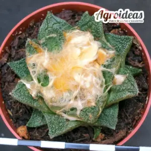 Ariocarpus fissuratus v. hintonii