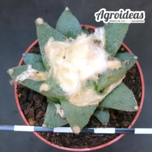 Ariocarpus retusus "frumdosus"