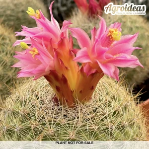 Matucana haynei