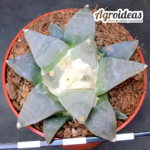 Ariocarpus furfuraceus