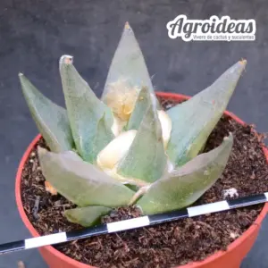 Ariocarpus Trigonus