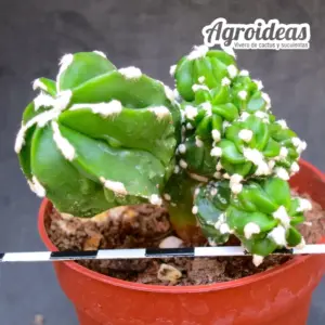 Astrophytum myriostigma "Hakujo & Huboki"
