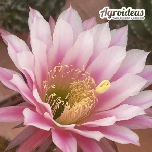 Trichocereus cv. Ingrid «Ex. Agroideas» Gran ejemplar