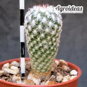 Gymnocactus subterraneus var. zaragosae