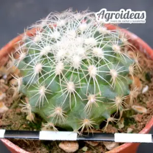 Gymnocactus saueri