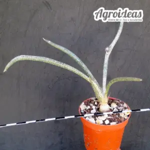 Digitostigma caput-medusae