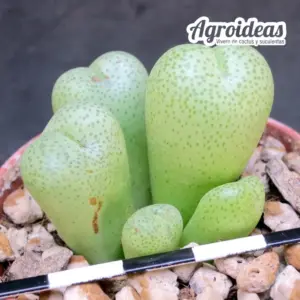 Conophytum truncatum var. subglobosum