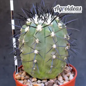 Copiapoa marginata
