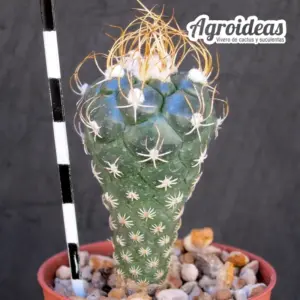 Turbinicarpus pseudomacrochele var. albiflorus