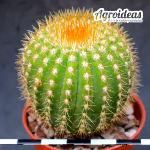 Uebelmannia pectinifera ssp. flavispina