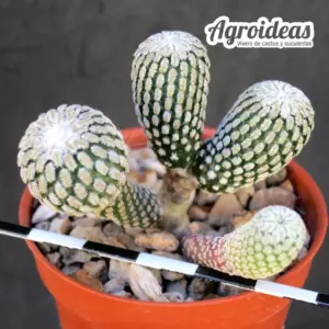 Turbinicarpus pseudopectinatus var. rubriflorus "Selección"