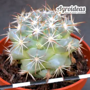 Mammillaria schumannii var. globosa