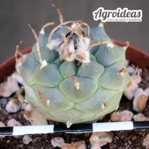 Turbinicarpus klinkerianus var. rubriflorus