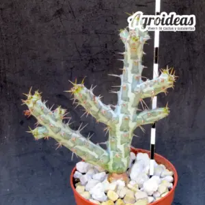 Euphorbia horwoodii