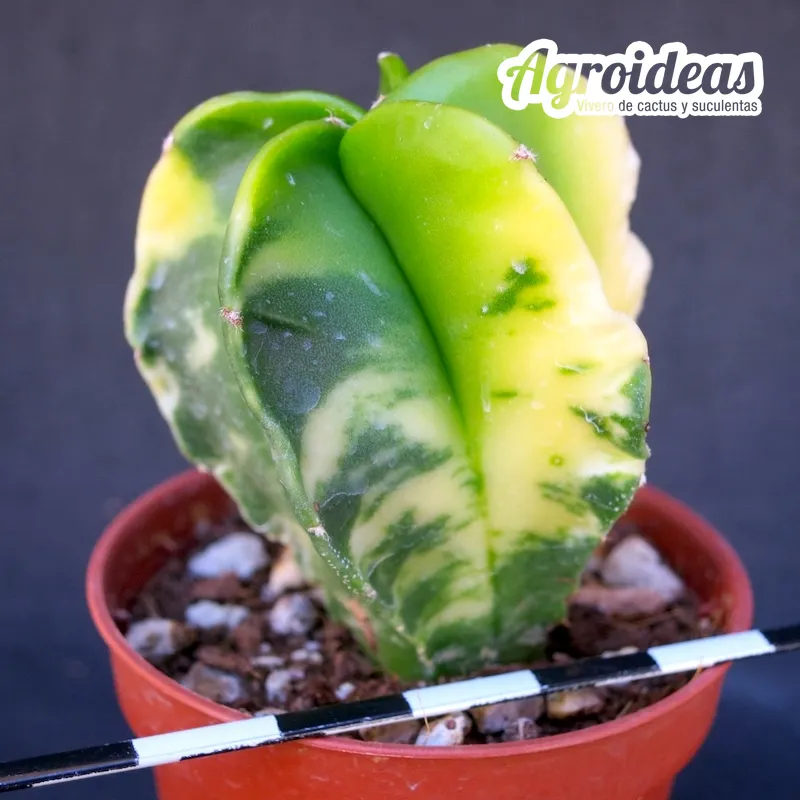 Astrophytum nudum "variegata"