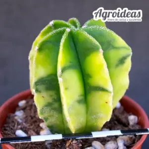 Astrophytum nudum multicostatum "variegata"