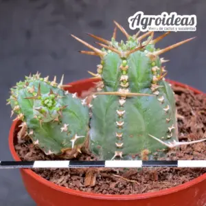 Euphorbia seibanica LAV 30745 Yemen